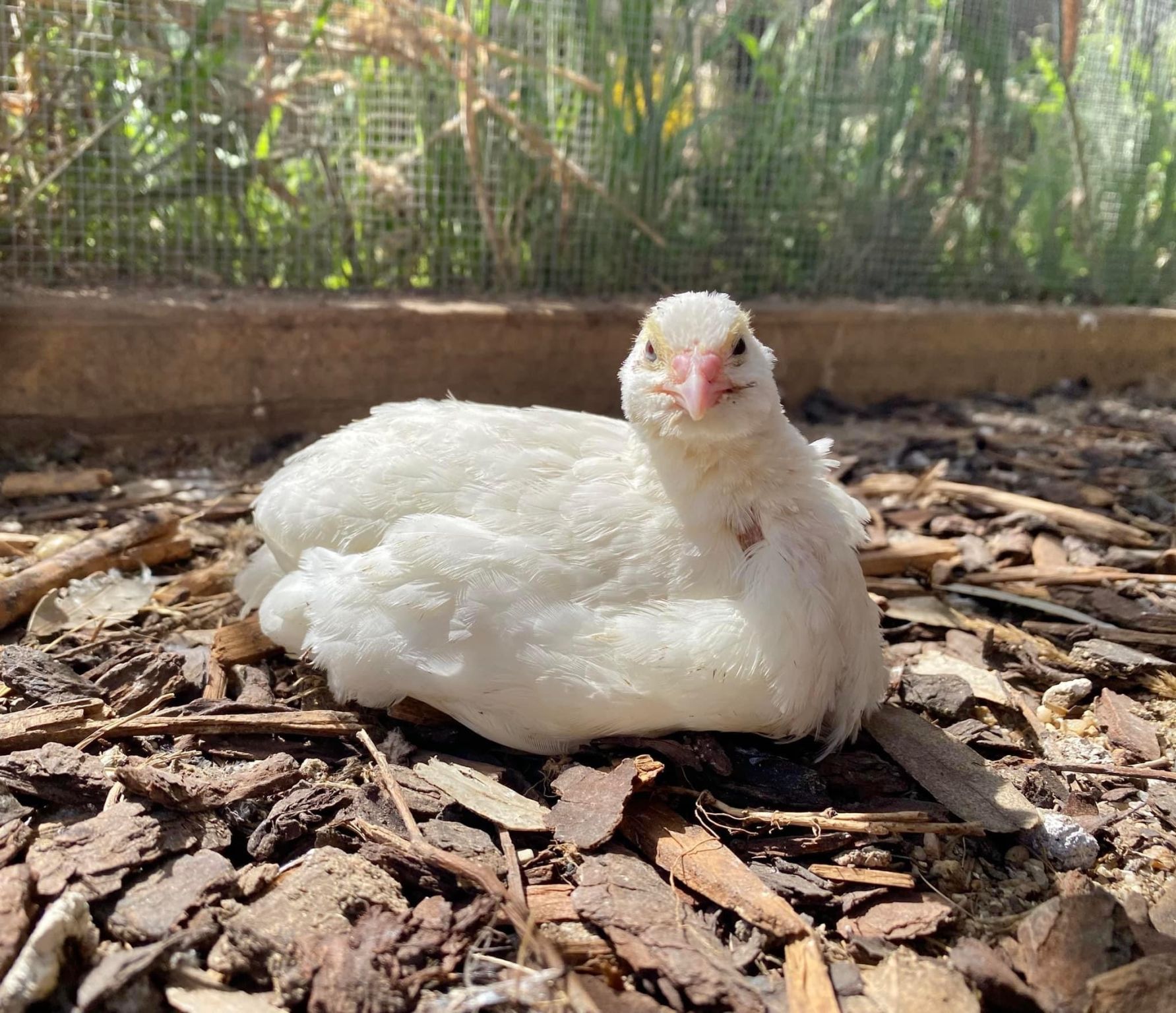 A white quail.