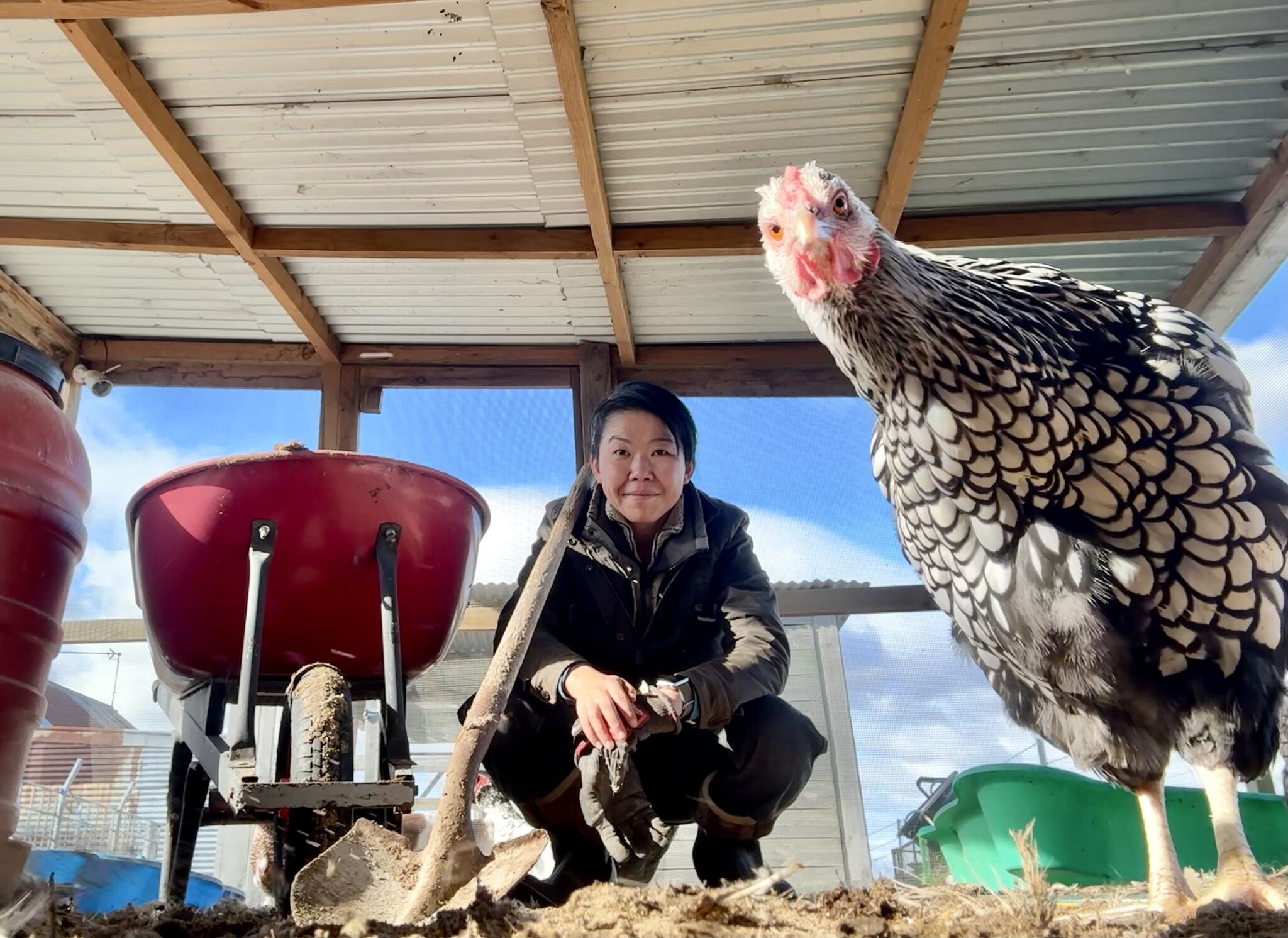 Li Ping Thong with chicken staring at camera