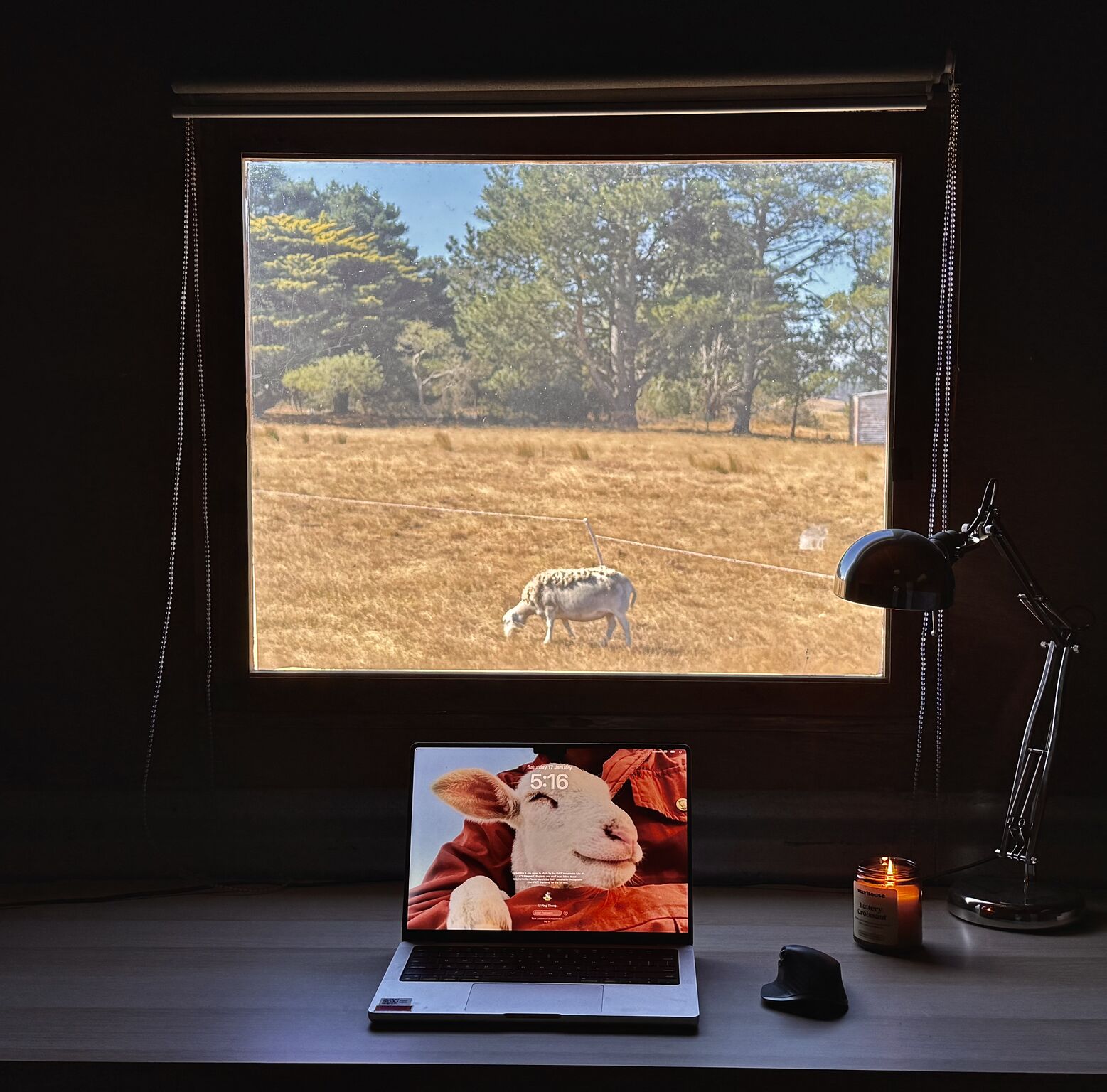 Pickles the sheep framed in window at Li Ping Thong's farm office