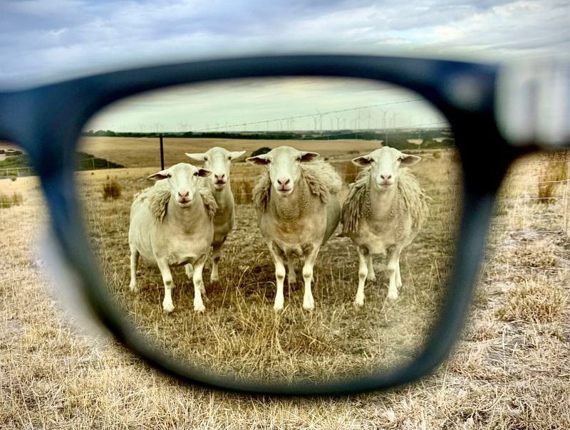 Meta Rayban Glasses framing 4 sheep at Li Ping Thong's farm