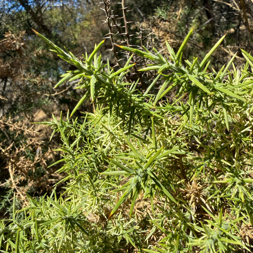 Gorse closeup
