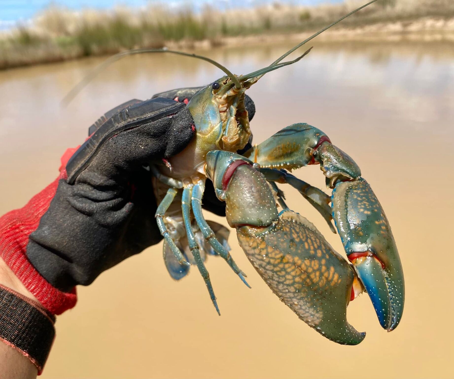 A large yabbie.
