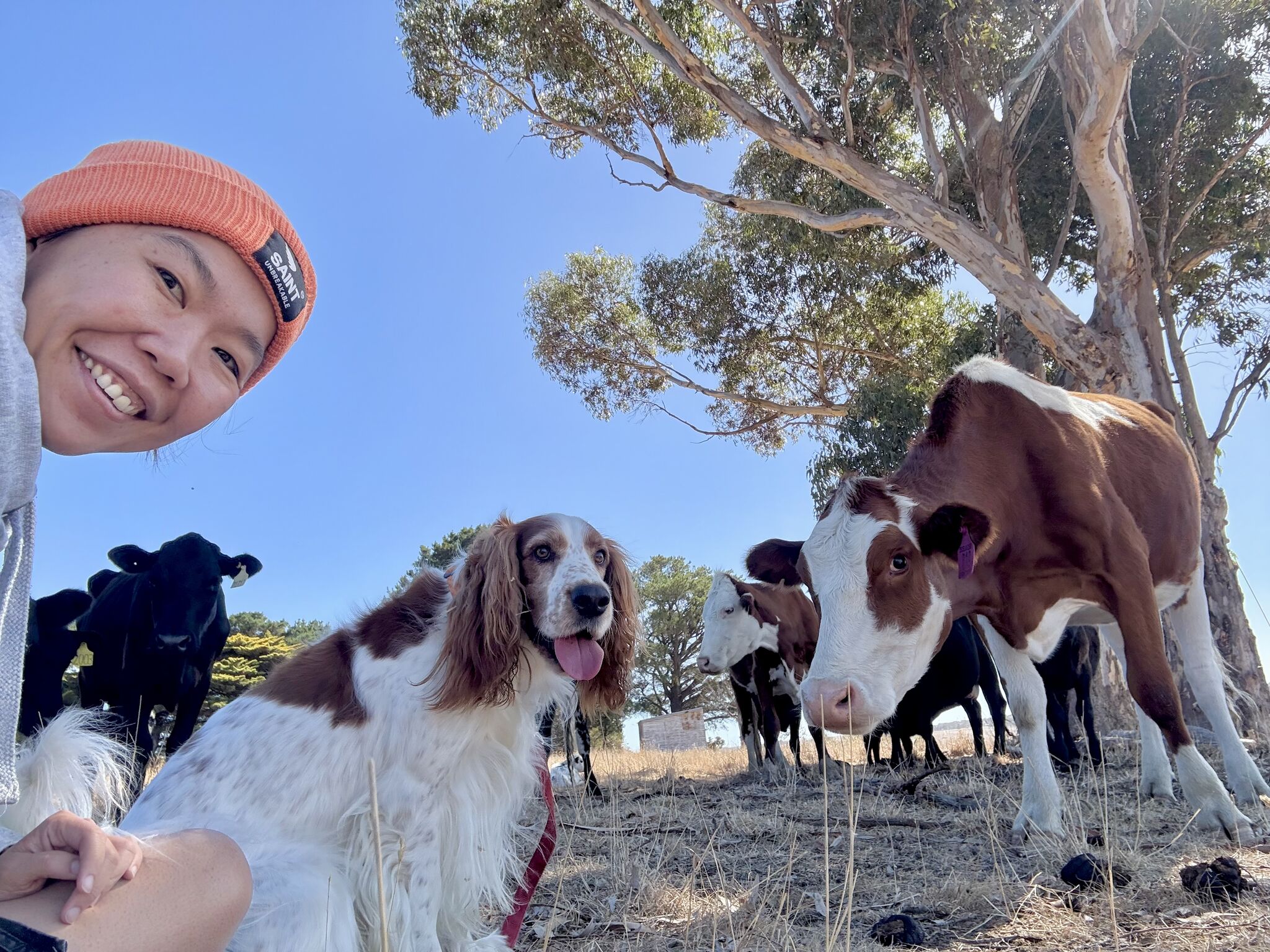 Li Ping Thong and her welsh springer spaniel, sitting next to a cow.