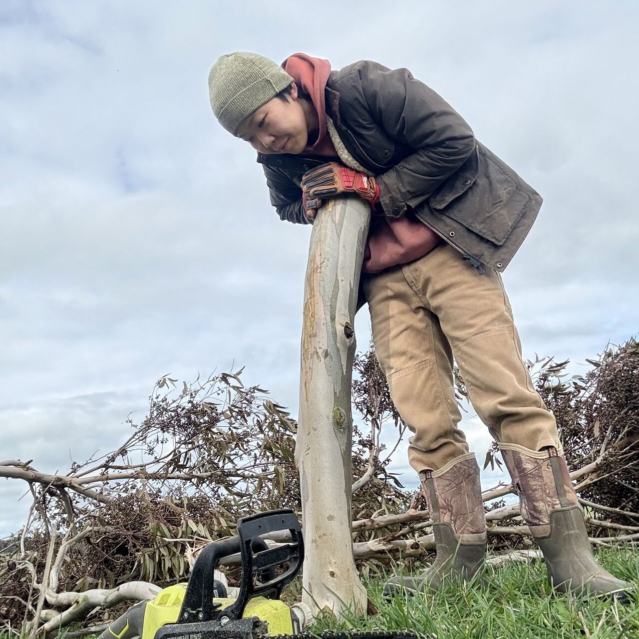 Li Ping examining log