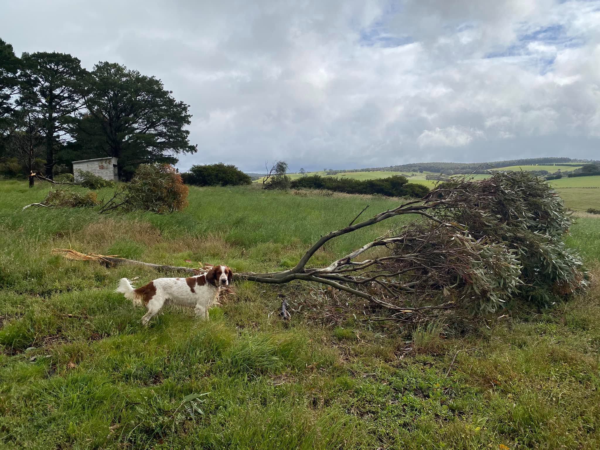 Dog standing next to fallen tree